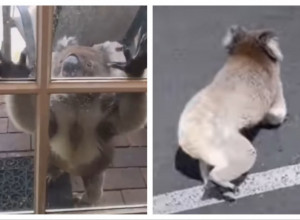 KOALA IM JE LUPALA NA VRATA i odvela ih na mesto na kom su ugledali nešto JEZIVO! Ovakav scenario nisu mogli ni da sanjaju! (VIDEO)