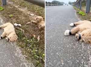 HODAO JE ULICOM I NAIŠAO NA JEZIVU SCENU - štenci su ležali nepomično zalepljenih šapa i njuški! Suze su mu same krenule, a onda je otkrio POTRESNU istinu! (VIDEO)