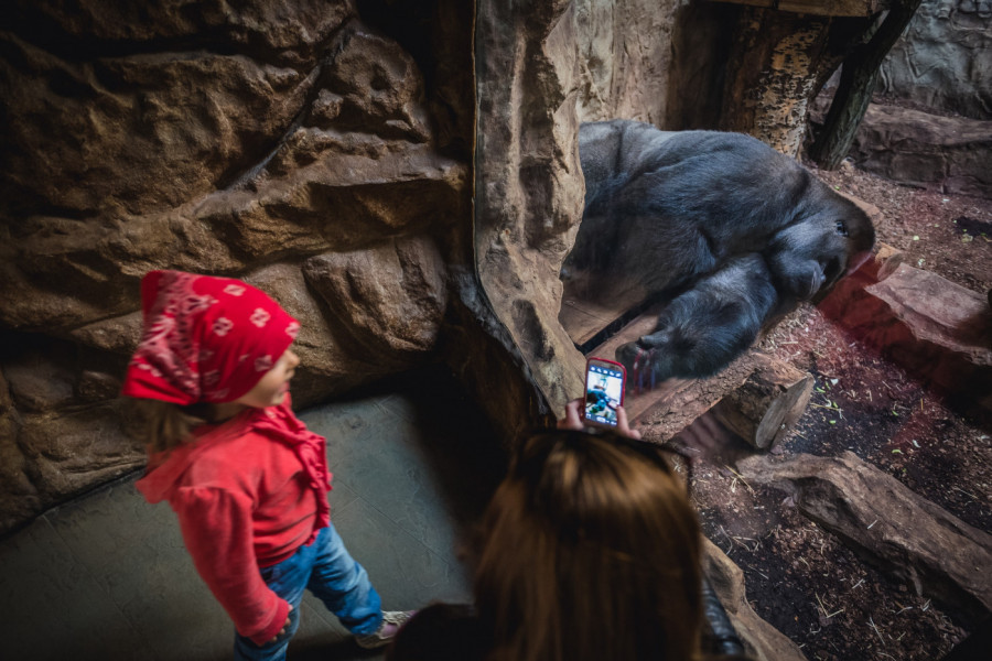 SKANDAL U ZOO VRTU! ŽENA JE PLATILA STRAVIČNU CENU nakon što je danima gledala gorilu u oči i smešila mu se! Nije slušala upozorenja!