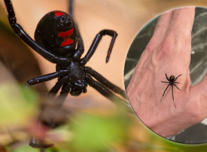 PUSTIO JE DA GA UJEDE CRNA UDOVICA, A ONDA JE POČELA AGONIJA: Ono što mu se dogodilo je šokantno, sve je snimao! (VIDEO)