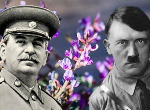 NAJVEĆI RATNI MIT, ZBOG CVETA BESMRTNOSTI, HITLER JE SLAO TAJNU MISIJU U RUSIJU, STALJIN SVE SAZNAO: A prava istina je još šokantnija od fikcije!