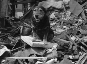TOKOM BOMBARDOVANJA  OVAJ PAS JE PRONAĐEN ISPOD RUŠEVINA: Ono što je počeo da radi i danas zapanjuje svetske naučnike! (FOTO)