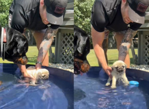 MOPS SE MUČIO DA PLIVA: A onda je u bazen uleteo rotvajler i učinio je nešto zbog čega su milioni šokirani (VIDEO)