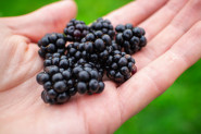 OVO VOĆE UBIJA BAKTERIJE IZ USTA, PREPUNO JE VITAMINA K I C: Poboljšava i zdravlje mozga, a svuda je dostupno