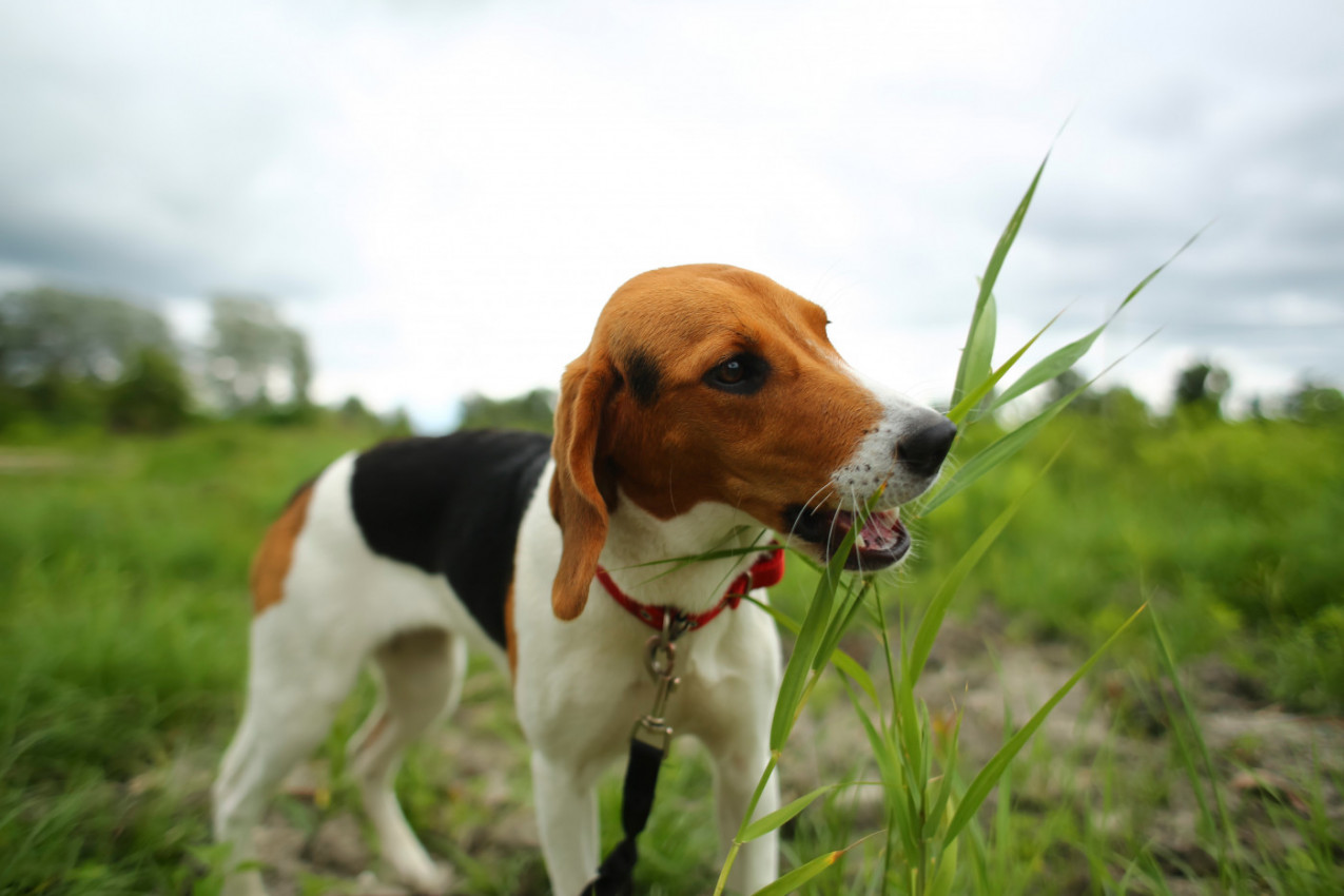 Evo zašto vaš PAS jede TRAVU u šetnji – veterinari otkrivaju prave razloge!