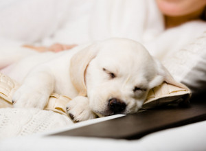 Zbogom noćno buđenje: Kako da naučite ŠTENE da prespava celu noć!