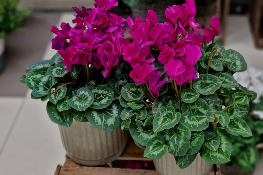 Ovaj CVET jake simbolike treba da ima svaka kuća: Konačno otkrivena TAJNA kako da vam CIKLAME cvetaju tokom cele zime