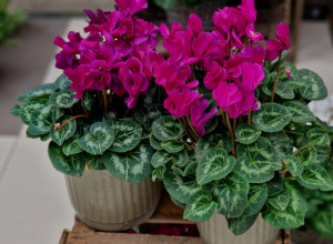 Ovaj CVET jake simbolike treba da ima svaka kuća: Konačno otkrivena TAJNA kako da vam CIKLAME cvetaju tokom cele zime