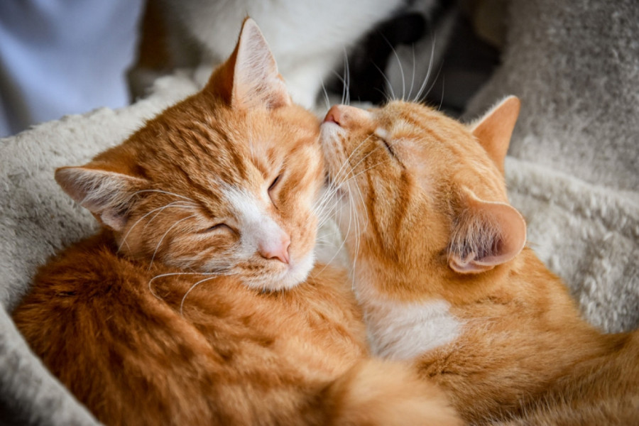 Porodica je tugovala zbog gubitka MAČKE, a onda se dogodilo ČUDO - priča koja je mnoge rasplakala