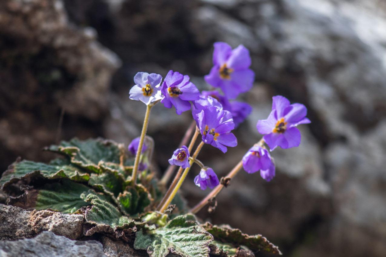 Ovaj čudesan CVET nosi moćnu simboliku i PORUKU za Srbe, posebno na današnji dan
