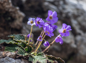 Ovaj čudesan CVET nosi moćnu simboliku i PORUKU za Srbe, posebno na današnji dan