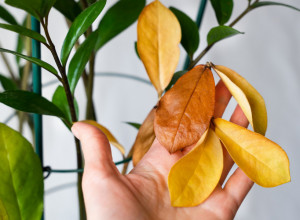 Sobne biljke se suše kada rade radijatori? Evo gde grešite!