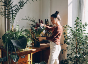 Ovih 5 SOBNIH BILJAKA provereno donose sreću i novac, ne zovu ih "zeleni talismani" bez razloga!