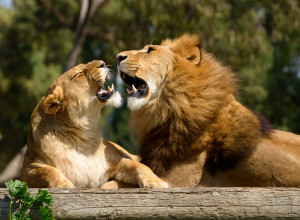 Prišao je odeljku sa LAVOVIMA i počeo da svira i peva: Ni slutio nije kakvu će REAKCIJU izazvati, mnogi zaplakali! (VIDEO)
